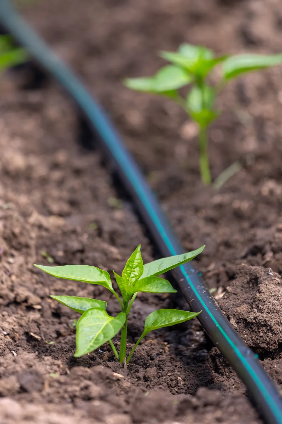 Plantation — Arbor'Huon Saint-Amand-les-Eaux
